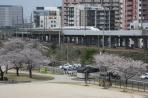 Tàu siêu t?c Shinkansen và Sakura
