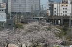 Tàu siêu t?c Shinkansen và Sakura
