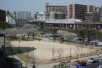 Tàu siêu t?c Shinkansen và Sakura
