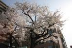 Tàu siêu t?c Shinkansen và Sakura
